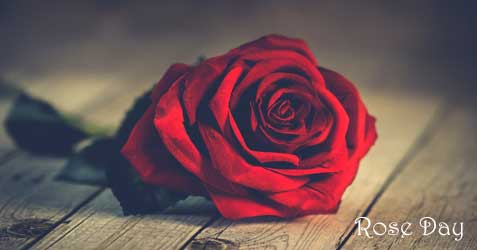 Rose Day 2024