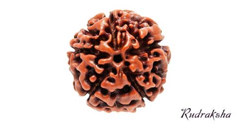 Rudraksha