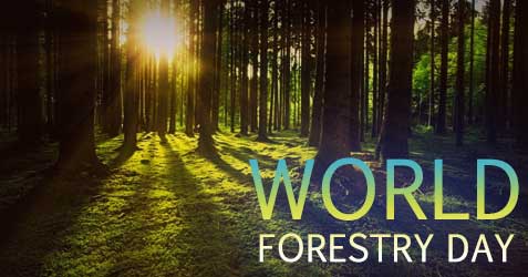 world forestry day